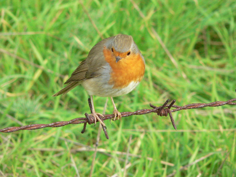 Pettirosso - Erithacus rubecula